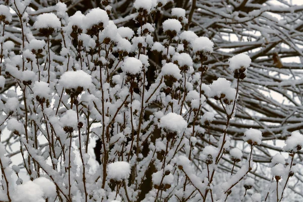 Fiori Neve Dopo Una Nevicata Invernale Chianti Toscana Italia — Foto Stock