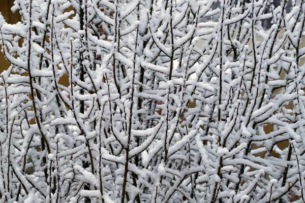 Rami Alberi Ricoperti Neve Sulle Colline Toscane Dopo Una Nevicata — Foto Stock