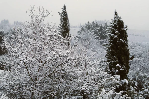 Rami Alberi Ricoperti Neve Sulle Colline Toscane Dopo Una Nevicata — Foto Stock