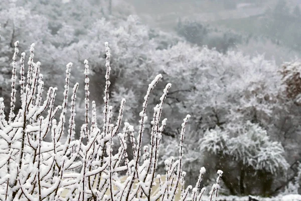 Rami Alberi Ricoperti Neve Sulle Colline Toscane Dopo Una Nevicata — Foto Stock