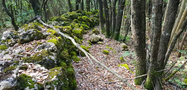 Gamle Tørre Steinmurer Skogen Toscana Italia – stockfoto