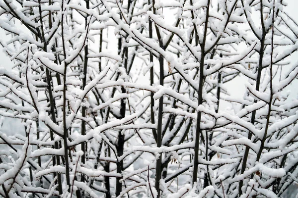 Ramos Árvores Cobertas Neve Nas Colinas Toscana Após Uma Queda — Fotografia de Stock