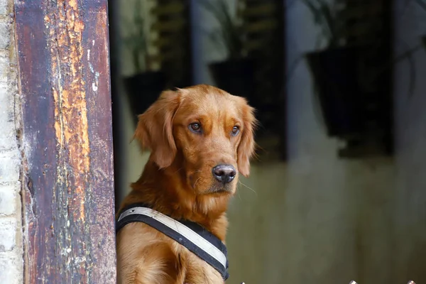 Cão Rodrigo Yunnan China — Fotografia de Stock
