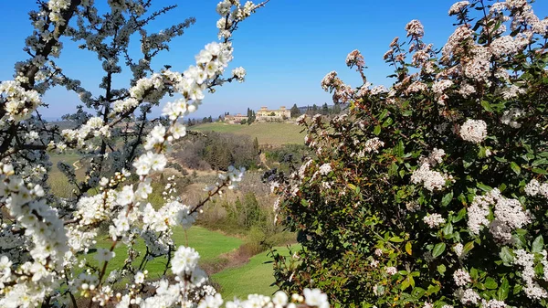 Florece Primavera Campo Toscano Las Colinas Del Chianti Sur Florencia — Foto de Stock