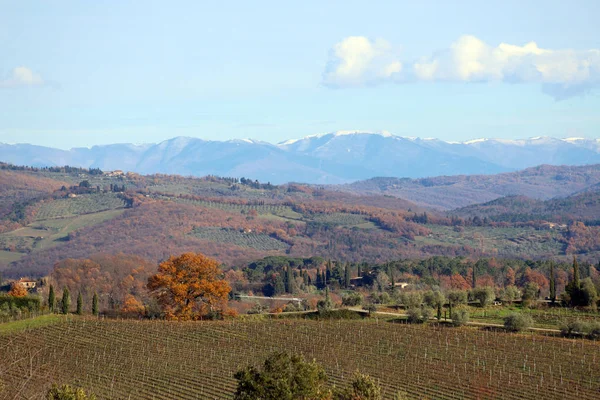 Toskana Manzarada Sonbahar Hills Çiftlik Zeytin Ağaçları Selvi Üzüm Bağları — Stok fotoğraf