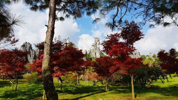 사림의 풍경에 석회암 Karst 지역에 위치한 중국은 — 스톡 사진