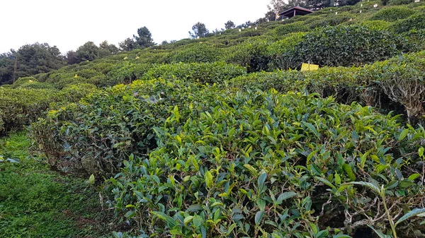 Yunnan tea plantation. A tea plantation in China in the province of Yunnan