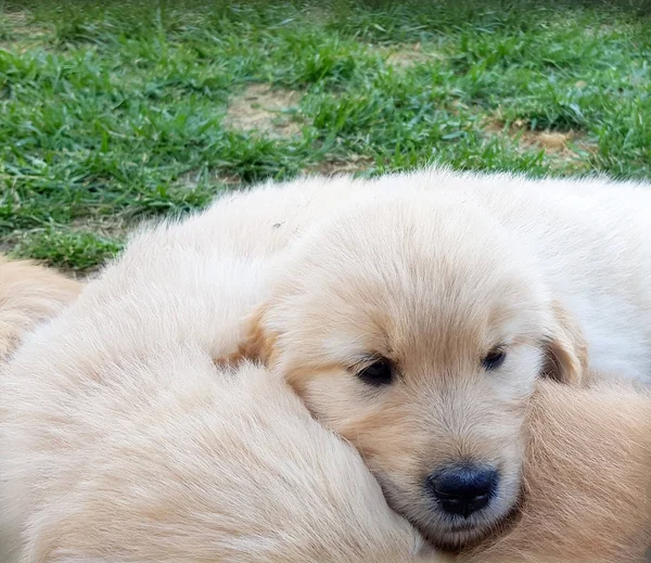 Adorable Cachorro Raza Golden Retriver Perro Cachorro Raza Golden Retriever —  Fotos de Stock