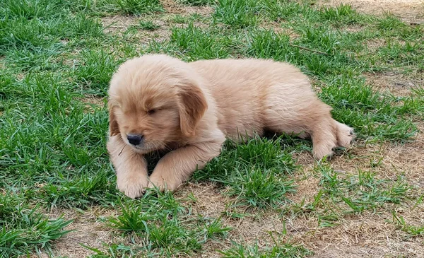 Adorable Chiot Race Golden Retriver Chiot Chien Race Golden Retriever — Photo