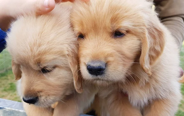 Entzückende Golden Retriever Rasse Welpen Ein Welpenpaar Der Rasse Golden — Stockfoto