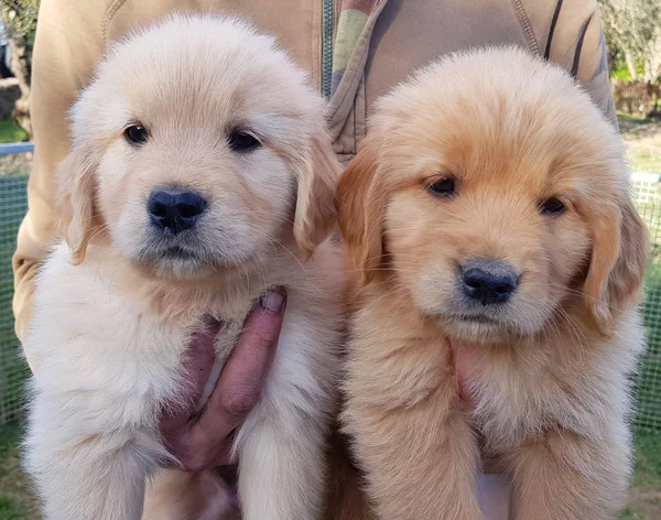 Entzückende Golden Retriever Rasse Welpen Ein Welpenpaar Der Rasse Golden — Stockfoto