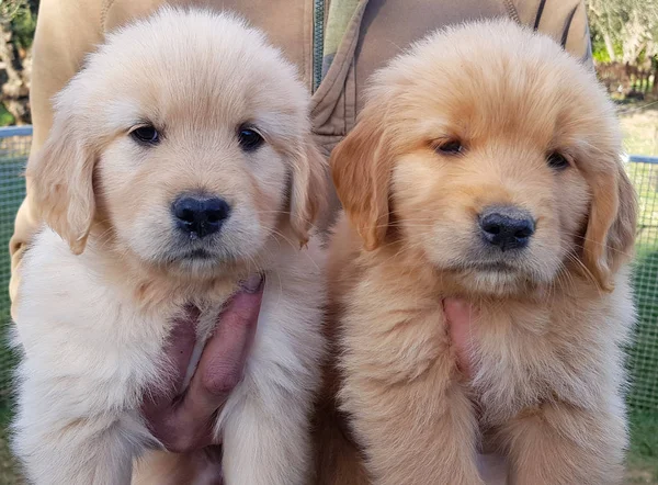 Entzückende Golden Retriever Rasse Welpen Ein Welpenpaar Der Rasse Golden — Stockfoto