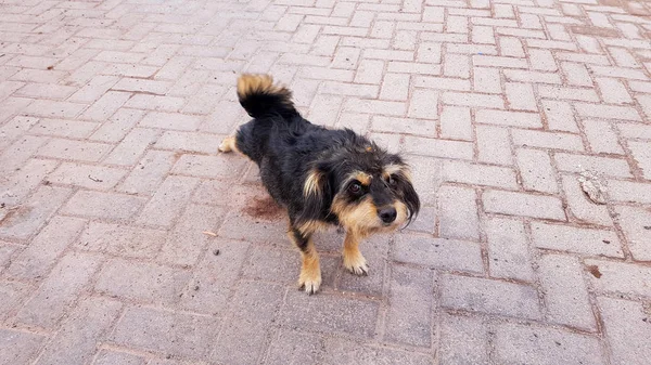 Een Zwerfhond Het Dorp San Pedro Atacama Chili — Stockfoto