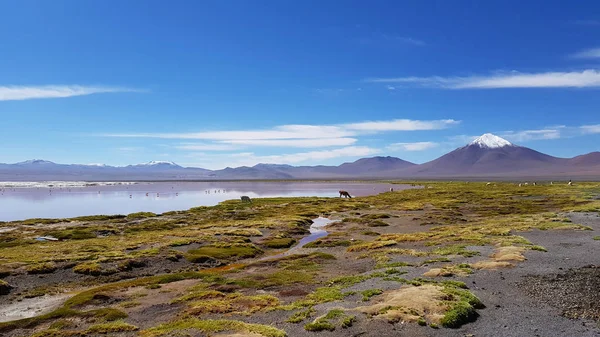 Laguna Colorada Bolivya Altiplano Nun Güneybatısında Renkli Sığ Bir Tuz — Stok fotoğraf