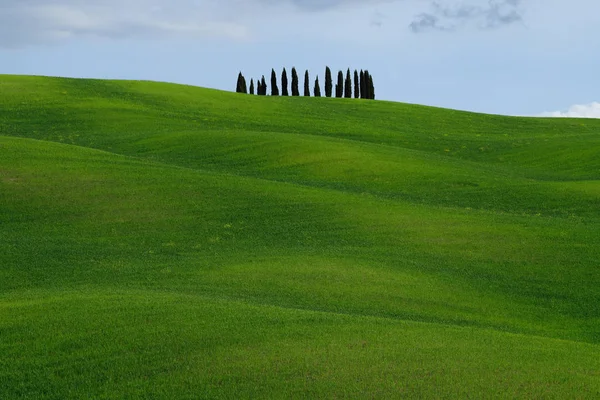 Hills Tuscany Val Orcia Landscape Spring Cypresses Hills Green Meadows — Stock Photo, Image