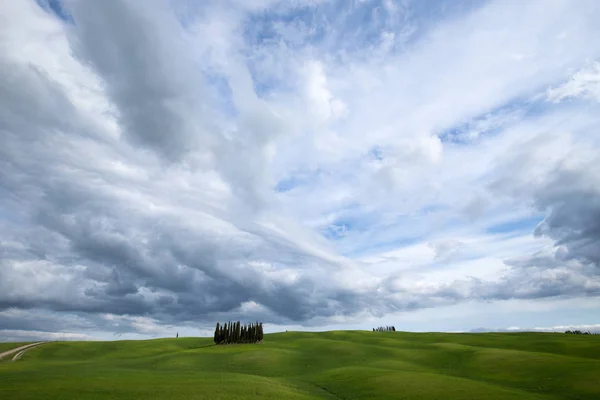 Ciprestes Circulares Val Orcia Toscana Val Orcia Paisagem Primavera Ciprestes — Fotografia de Stock