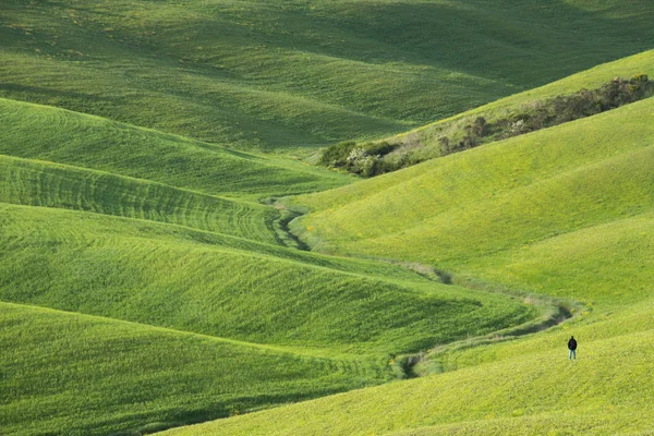 Prados Verdes Val Orcia Toscana Val Orcia Paisaje Primavera Cipreses —  Fotos de Stock