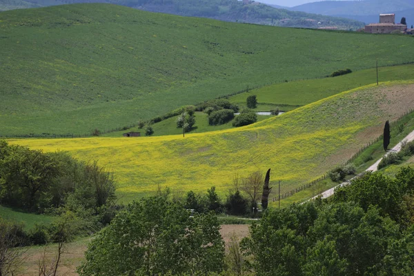 Yellow Rapeseed Fields Val Orcia Tuscany Val Orcia Landscape Spring — 스톡 사진