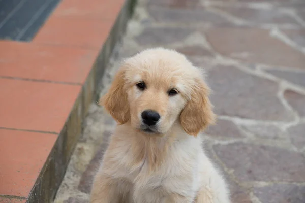 Puppy Hond Van Golden Retriever Ras Een Twee Maanden Oude — Stockfoto