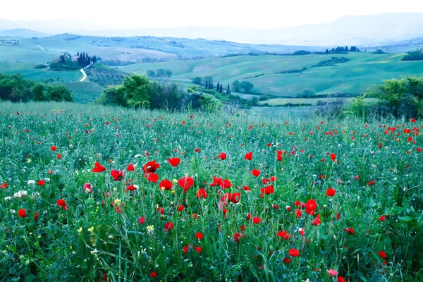 Champ Coquelicots Rouges Dans Val Orcia Toscane Italie Collines Toscane — Photo