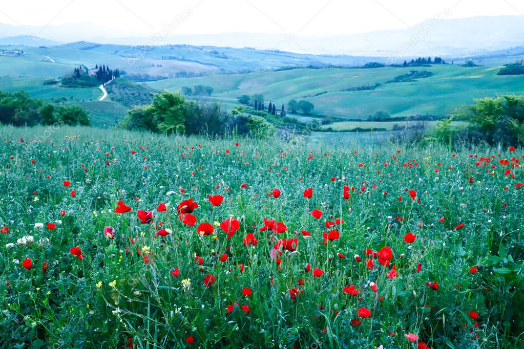 Field of red poppies in the Val d Orcia, Tuscany, Italy. Hills of Tuscany. Val d Orcia landscape in spring. Cypresses, hills and green meadows
