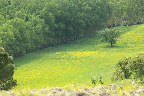 Landscape Val Orcia Lonely Tree Yellow Fields Rape Green Meadows — стоковое фото