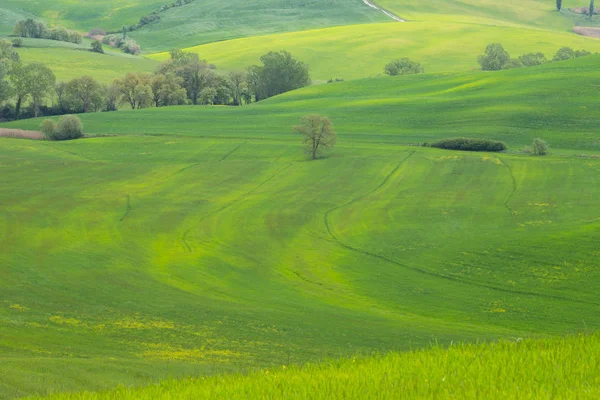 ヴァル ドルシアの風景 孤独な木 菜の実と緑の草原の黄色い野原 トスカーナ イタリア — ストック写真