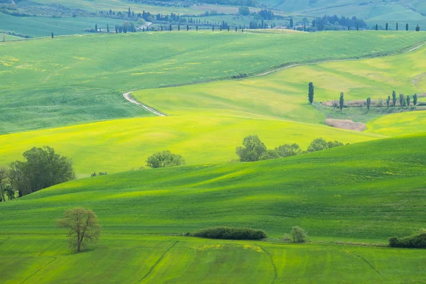 ヴァル ドルシアの風景 菜種と緑の草原の黄色いフィールド トスカーナの丘春のヴァル ドルシアの風景 — ストック写真