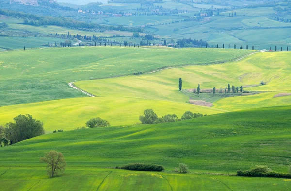 Paisaje Val Orcia Campos Colza Amarilla Prados Verdes Toscana Italia —  Fotos de Stock