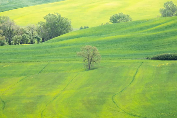 Paesaggio Della Val Orcia Campi Colza Gialli Prati Verdi Toscana — Foto Stock