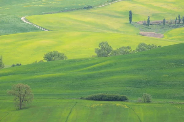 ヴァル ドルシアの風景 黄色の菜種畑と緑の牧草地 トスカーナ イタリア — ストック写真
