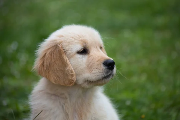 金毛猎犬品种的小狗 一只两个月大的金毛猎犬 — 图库照片