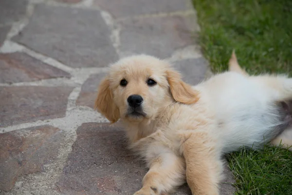 Perro Cachorro Raza Golden Retriever Perro Golden Retriever Dos Meses —  Fotos de Stock