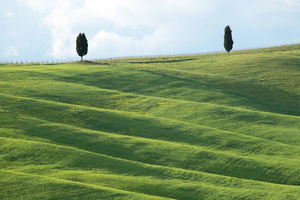 イタリア トスカーナ州ヴァル ドルシアのヒノキと緑の草原を持つ緑の丘 ヴァル ドルシア シエナ トスカーナ イタリアトスカーナの丘春のヴァル ドルシアの風景 — ストック写真