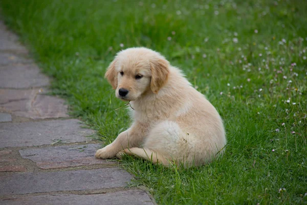 Welpen Der Rasse Golden Retriever Ein Zwei Monate Alter Golden — Stockfoto