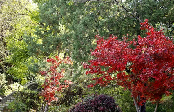 Hojas Árboles Colores Otoñales Parque Primavera Jade Lijiang Yunnan China — Foto de Stock