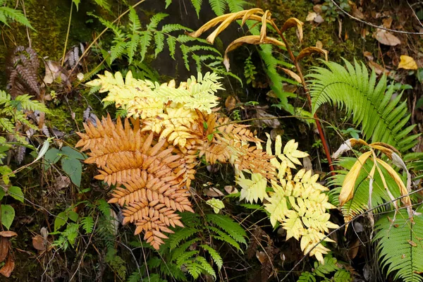Podzimní Barvy Kapradiny Podrůstových Listů Yunnan Čína — Stock fotografie