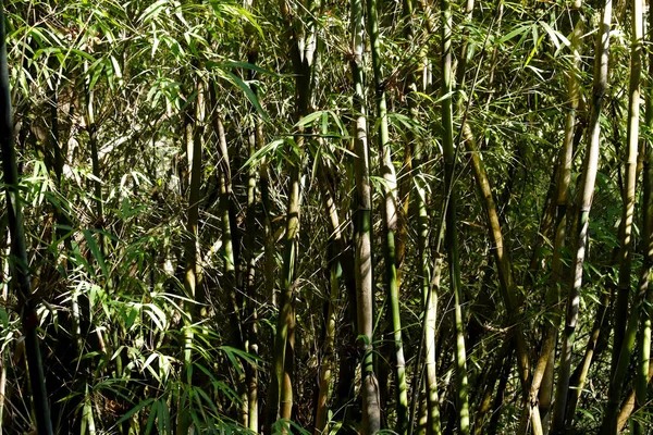 Bambu Bengala Uma Floresta Yunnan China — Fotografia de Stock