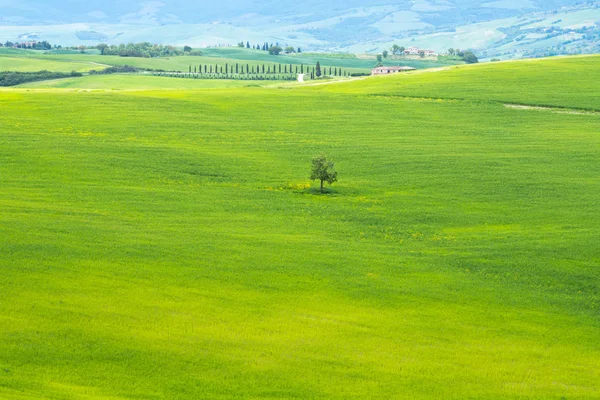 Árbol solitario. Val d 'Orcia paisaje en primavera. Colinas de Toscana . —  Fotos de Stock