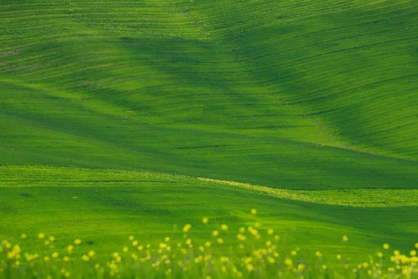 Zöld rétek. Val d ' Orcia táj tavasszal. Toszkána dombjai — Stock Fotó