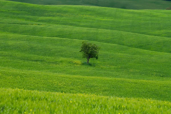 외로운 나무입니다. 봄에 발 도르시아 풍경. 토스카나 의 언덕. — 스톡 사진