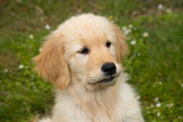 Perro cachorro de la raza Golden Retriever. Un Golden de dos meses —  Fotos de Stock