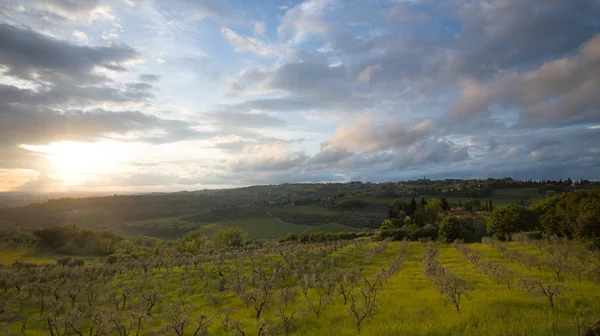 Landscape of Tuscany: hills, farmhouses, olive trees, cypresses, — Stockfoto