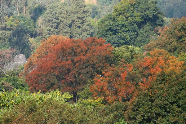 Cores de outono na paisagem da floresta de pedra em Yunnan . — Fotografia de Stock