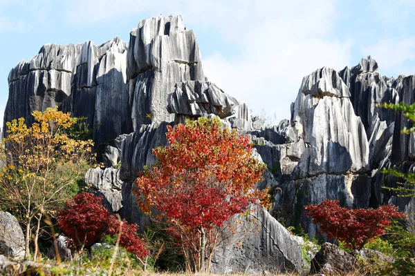 Vegetace s kamenným lesem na pozadí, Yunnan, Čína — Stock fotografie