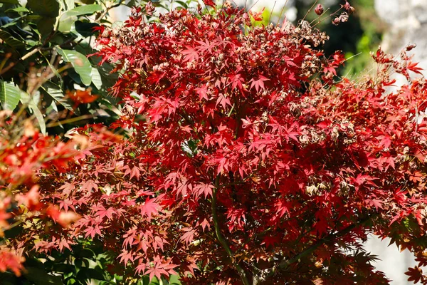 Cores de outono na paisagem da floresta de pedra em Yunnan . — Fotografia de Stock