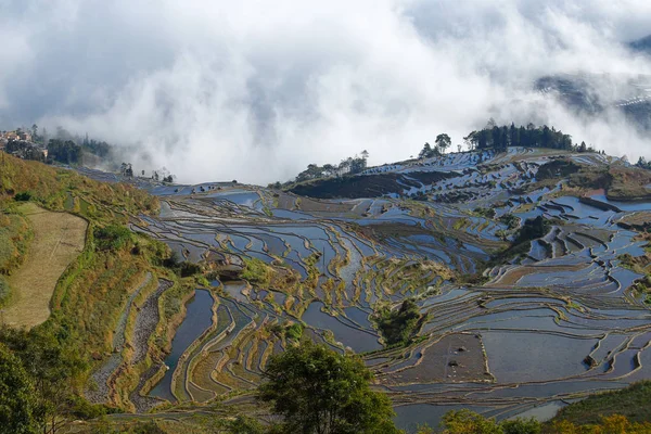 Terrazas de arroz de Yunnan al amanecer con niebla, China . — Foto de Stock