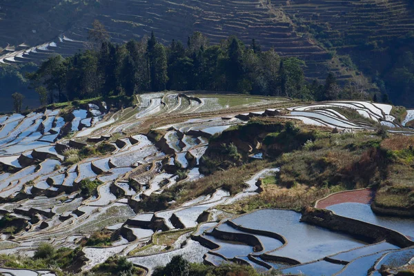 Rice terraces of Yunnan, China. The famous terraced rice fields