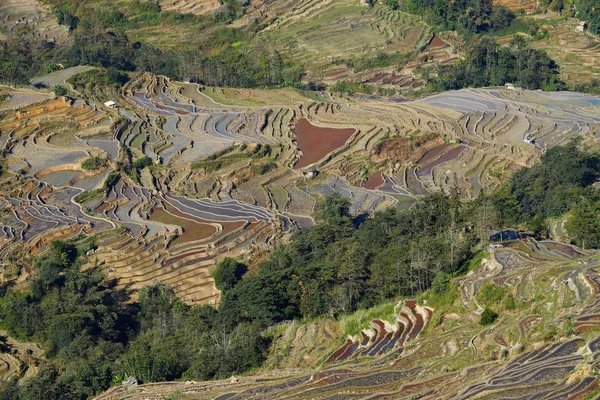 Rice terraces of Yunnan, China. The famous terraced rice fields