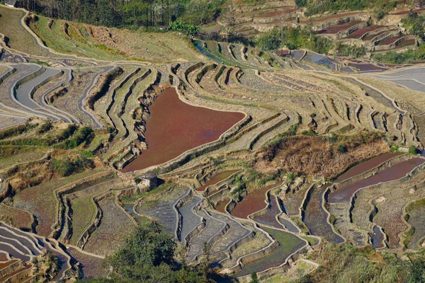 Rice terraces of Yunnan, China. The famous terraced rice fields